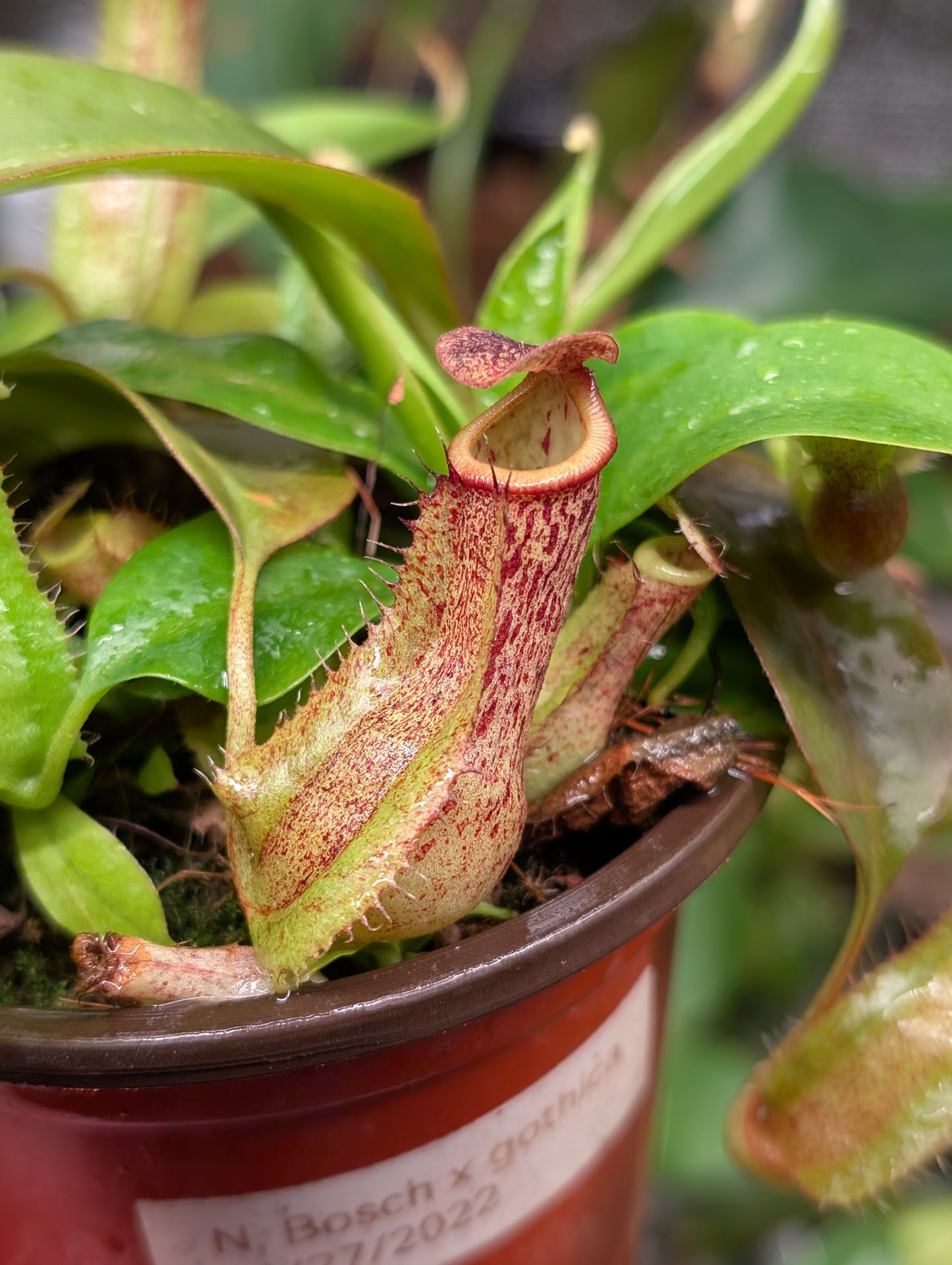 N. boschiana x gothica