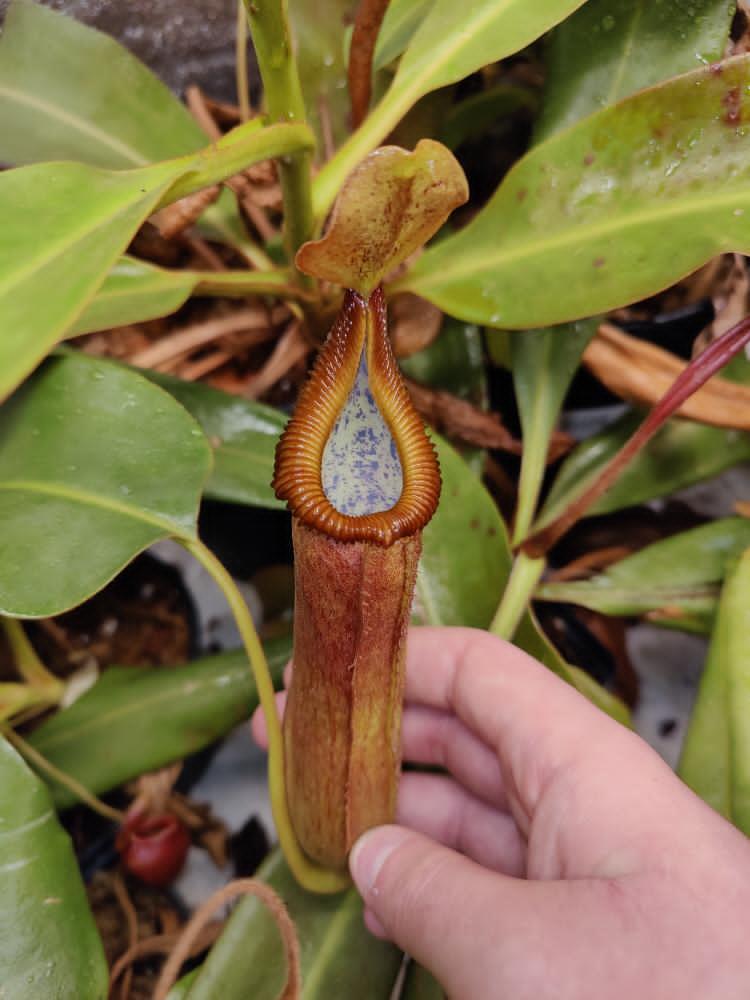 N. Truncata x edwardsiana XL