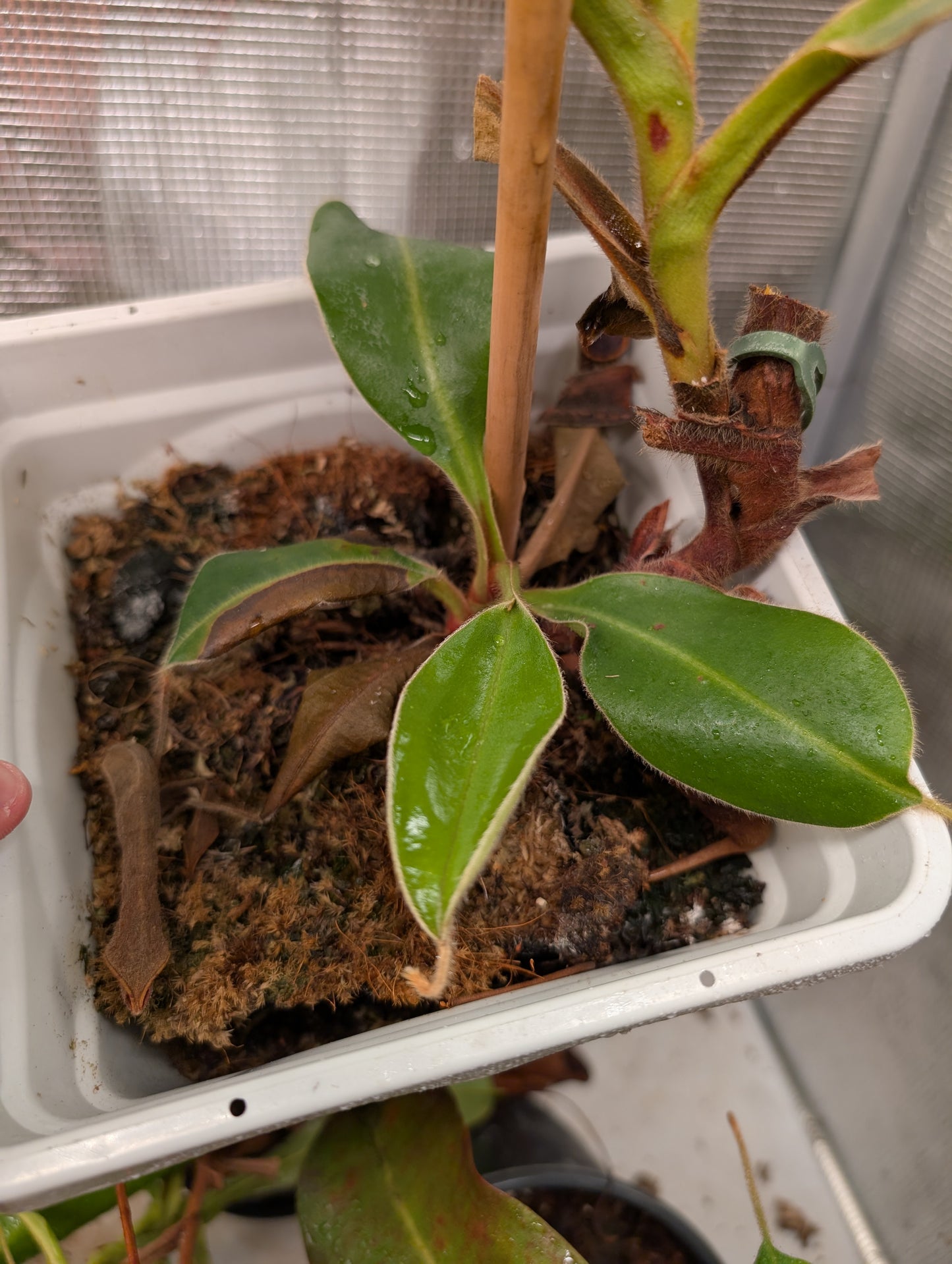 Lvbvmv x stenophylla