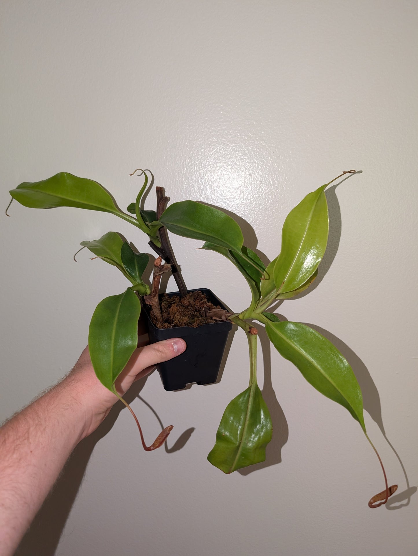 N. boschiana x Goliath cutting