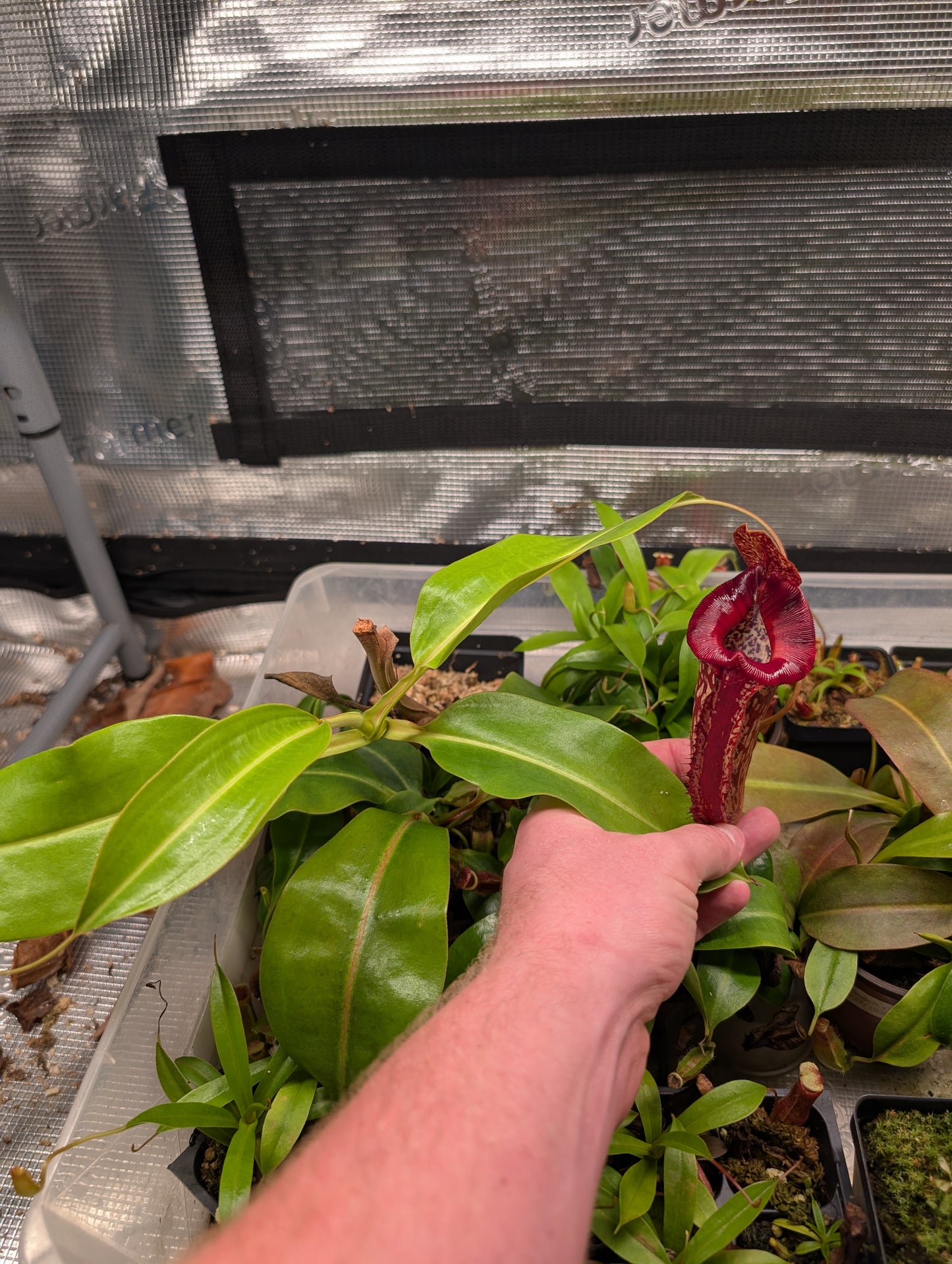N. boschiana x Goliath cutting