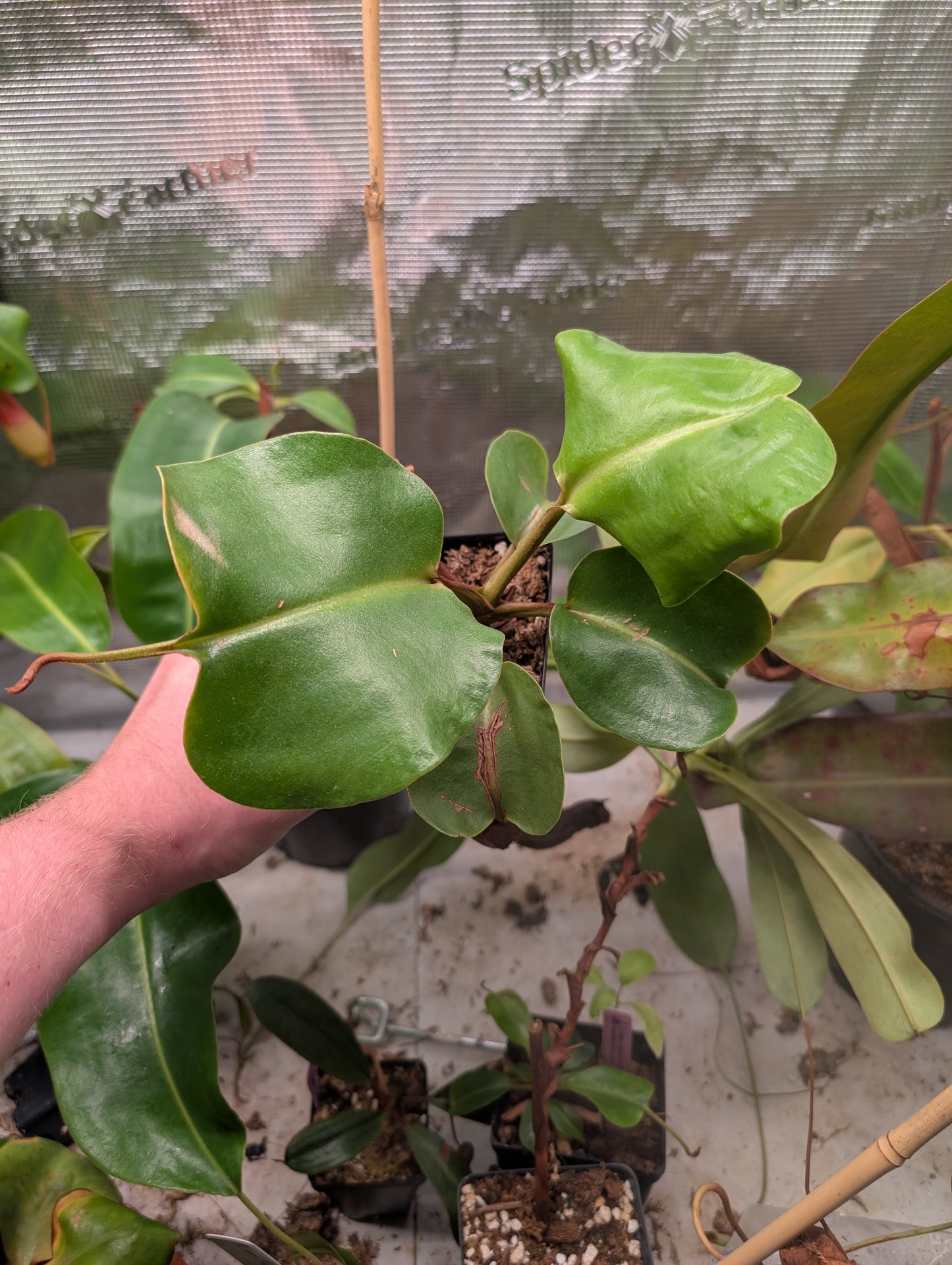 N. nebularum EP