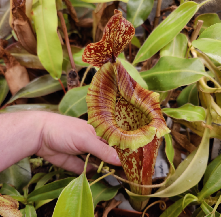 N. boschiana x Goliath cutting