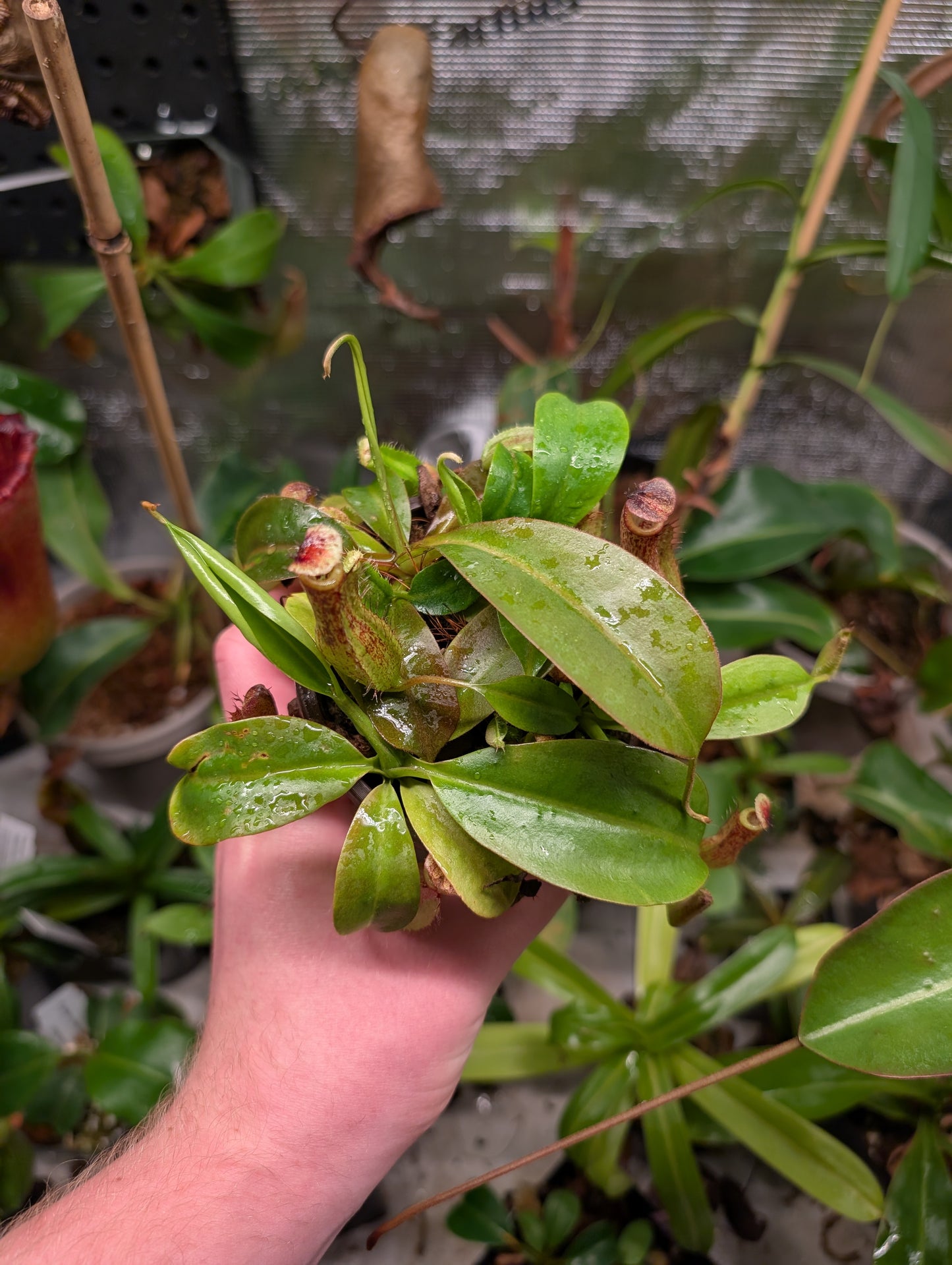 N. boschiana x gothica