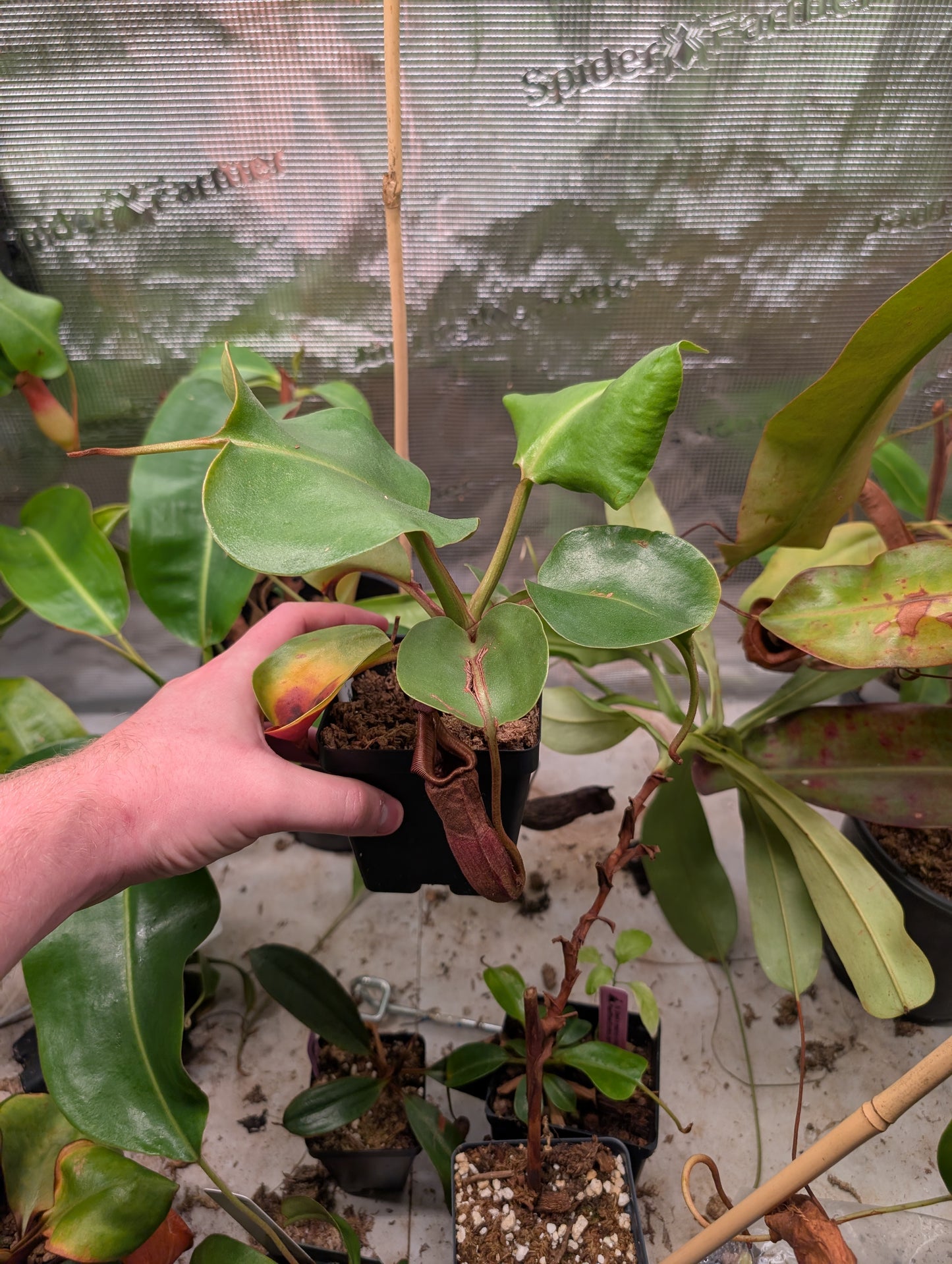 N. nebularum EP