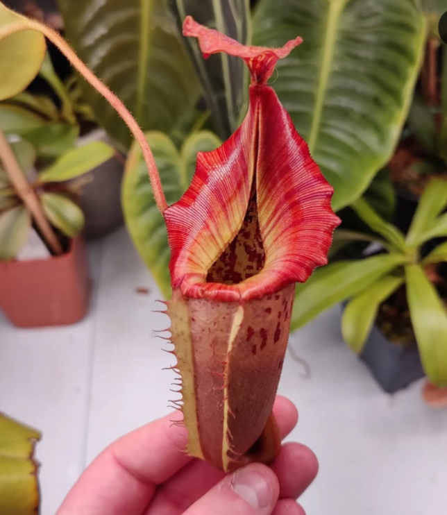 N. veitchii x maxima