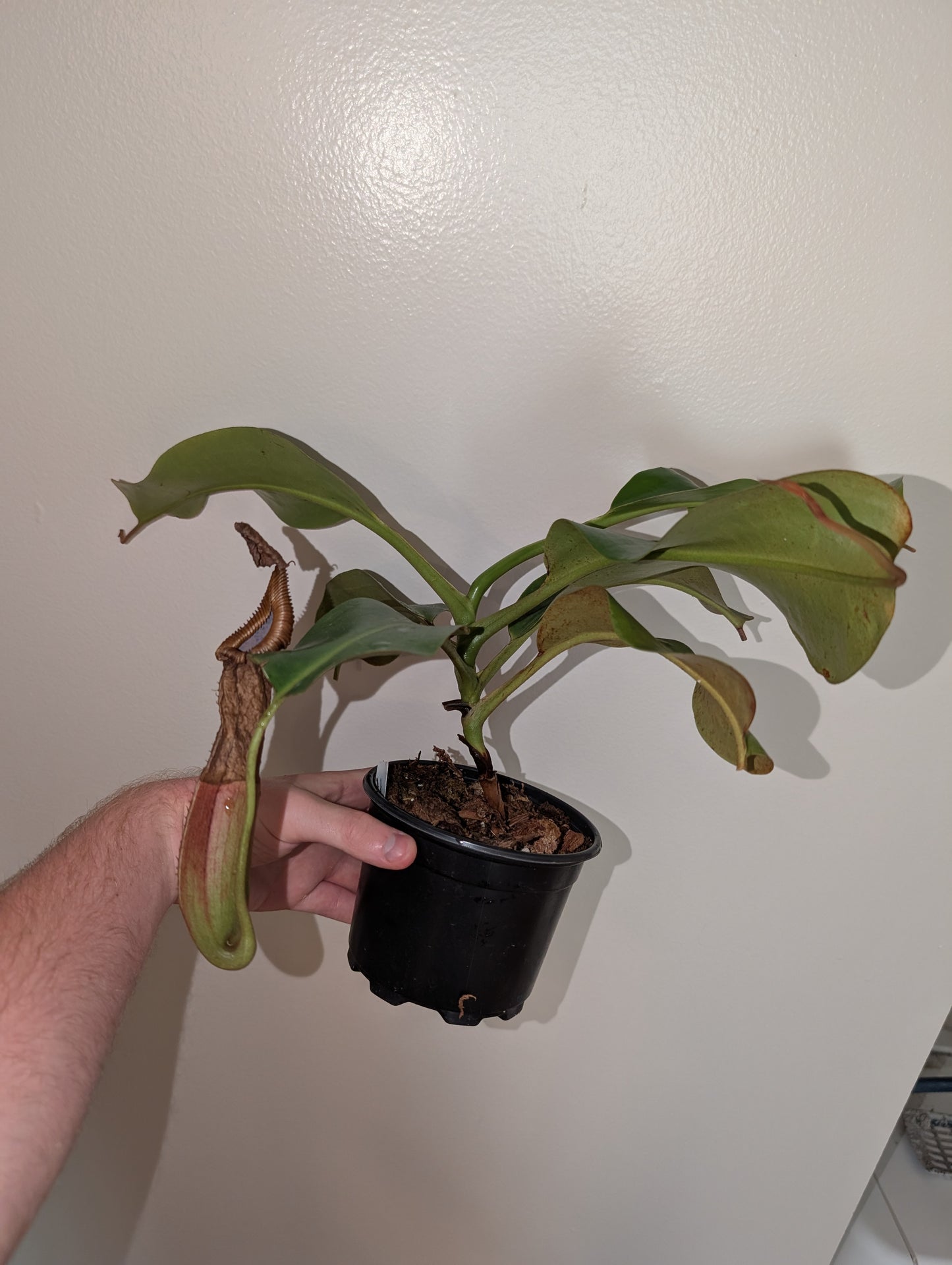 N. Truncata x edwardsiana XL