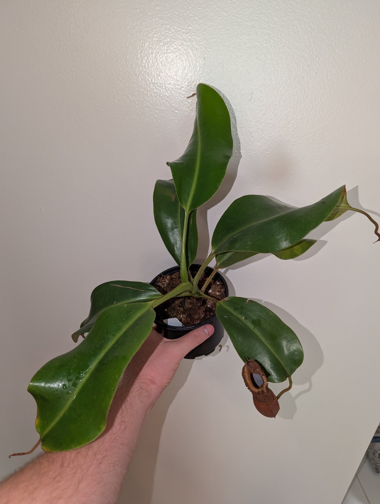 N. Truncata x edwardsiana XL