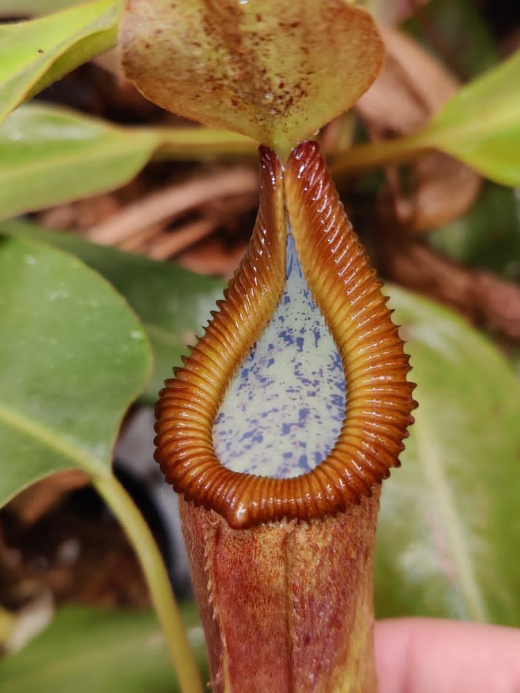 N. Truncata x edwardsiana XL