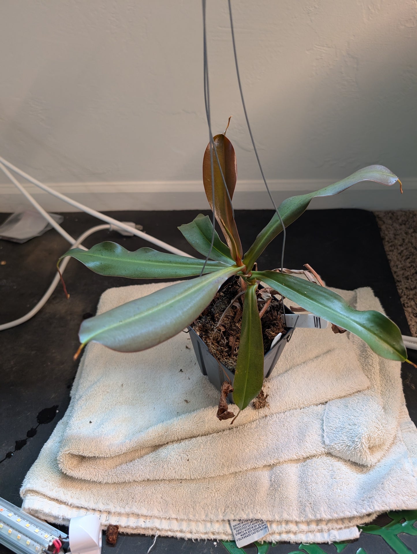 N. ventricosa (carunculata x merrilliana) EP