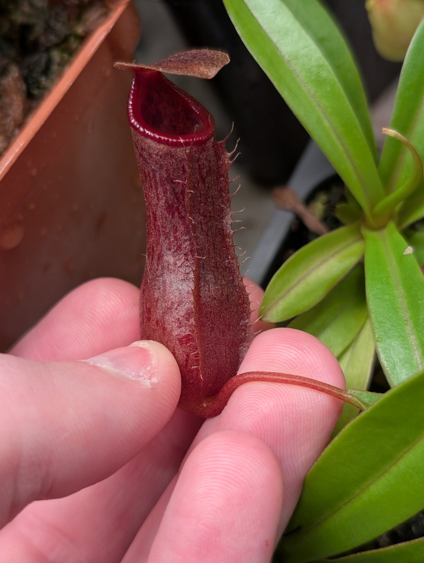 N. singalana x ventricosa JCP