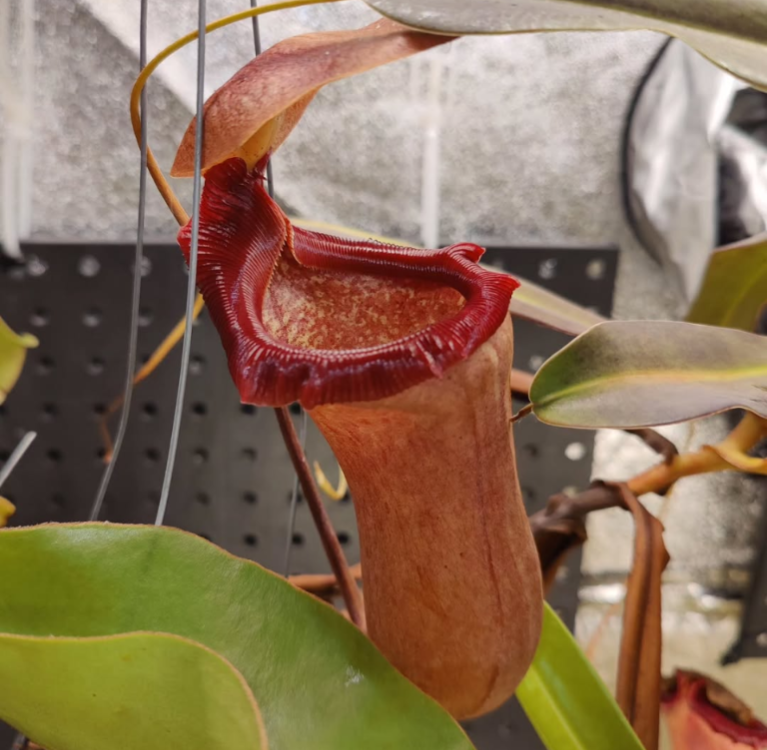 N. ventricosa (carunculata x merrilliana) EP