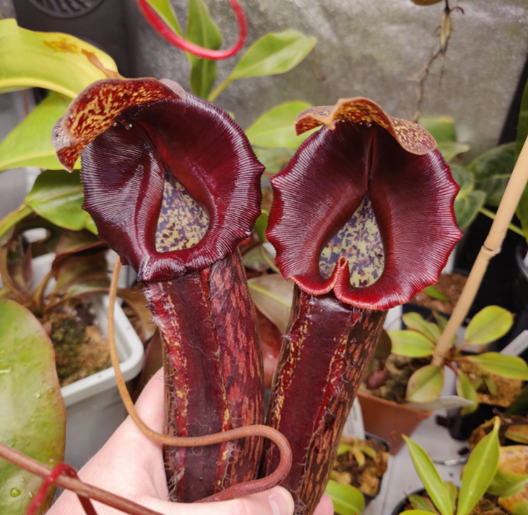 N. boschiana x Goliath cutting