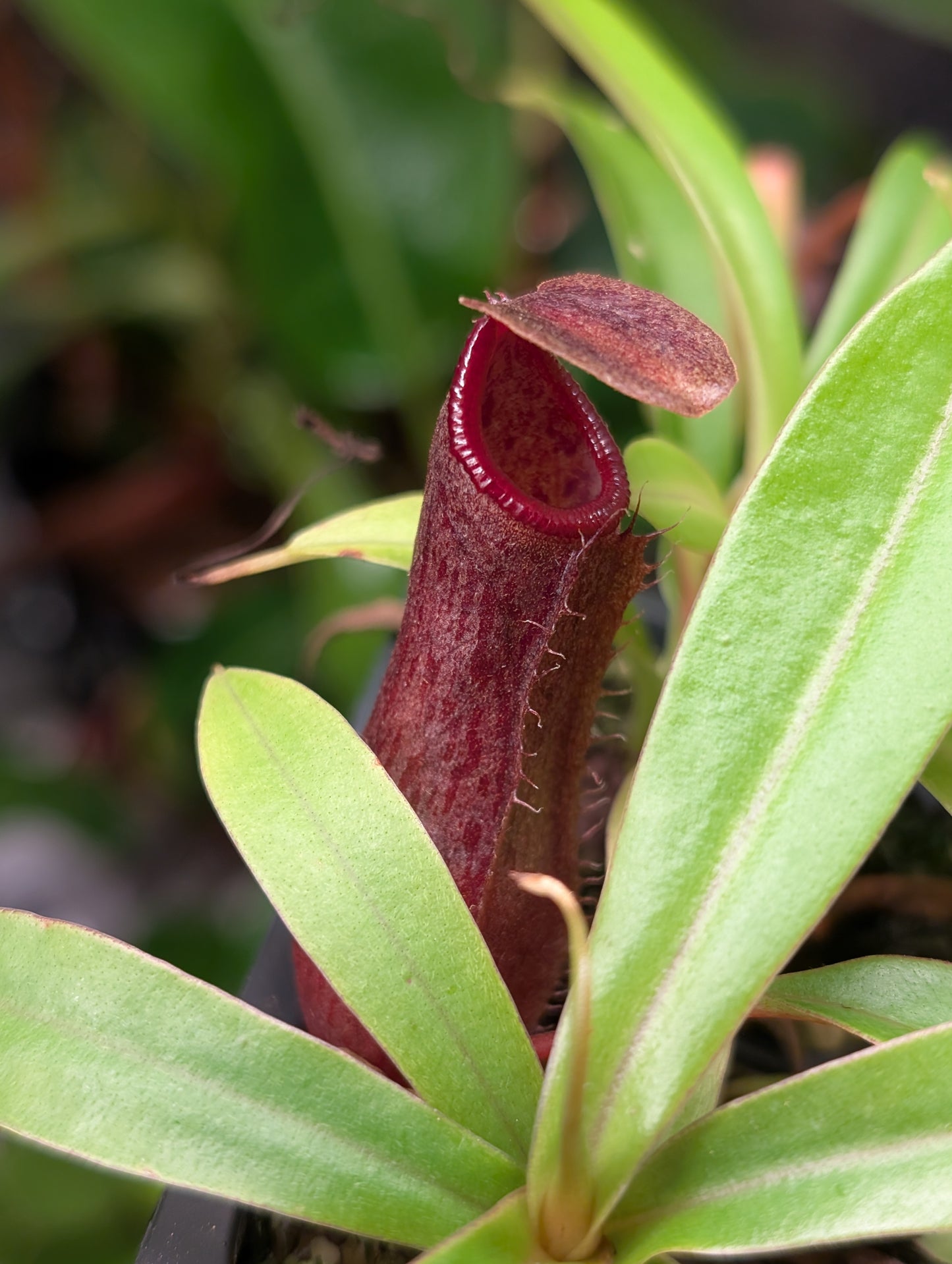 N. singalana x ventricosa JCP