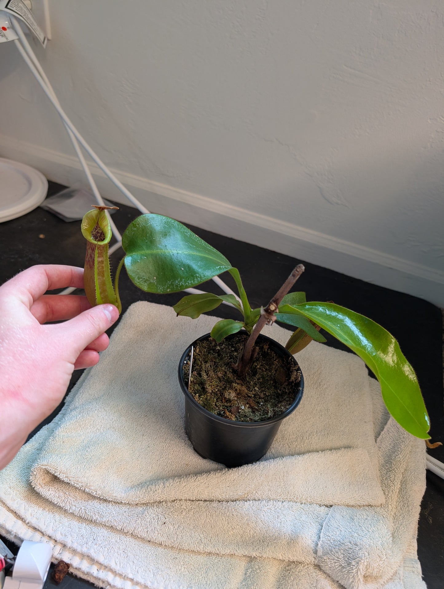 N. veitchii x maxima