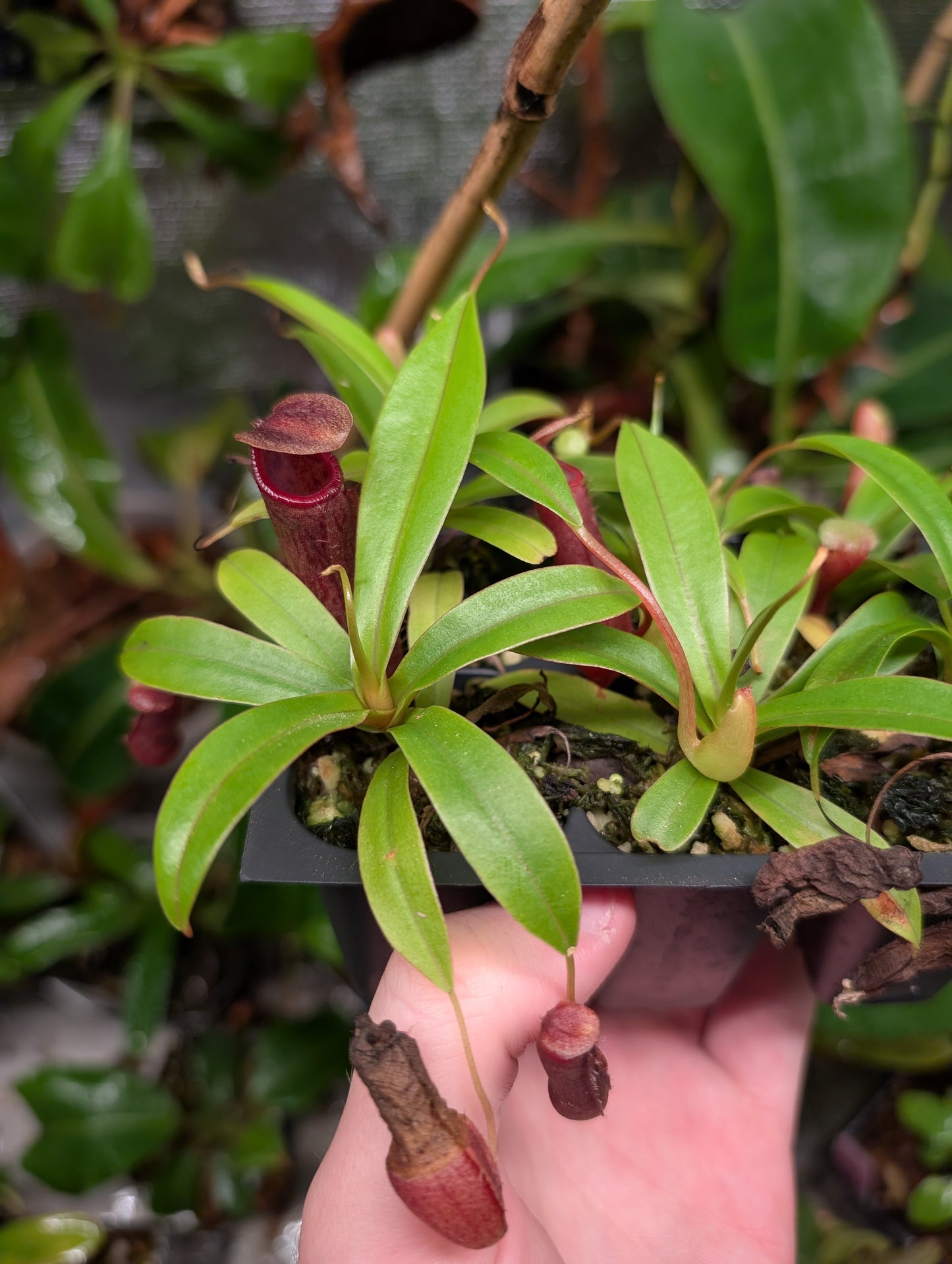 N. singalana x ventricosa JCP