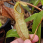 N. sibuyanensis x hamata female cutting