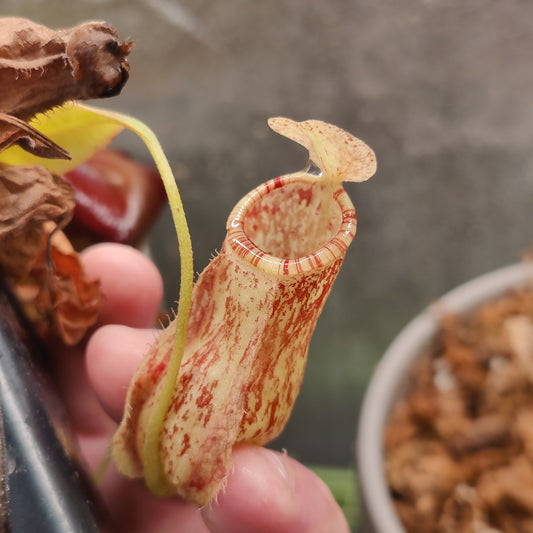 Nepenthes [(viking x sumatrana) x hookeriana] x (x dyeriana) Seed grown
