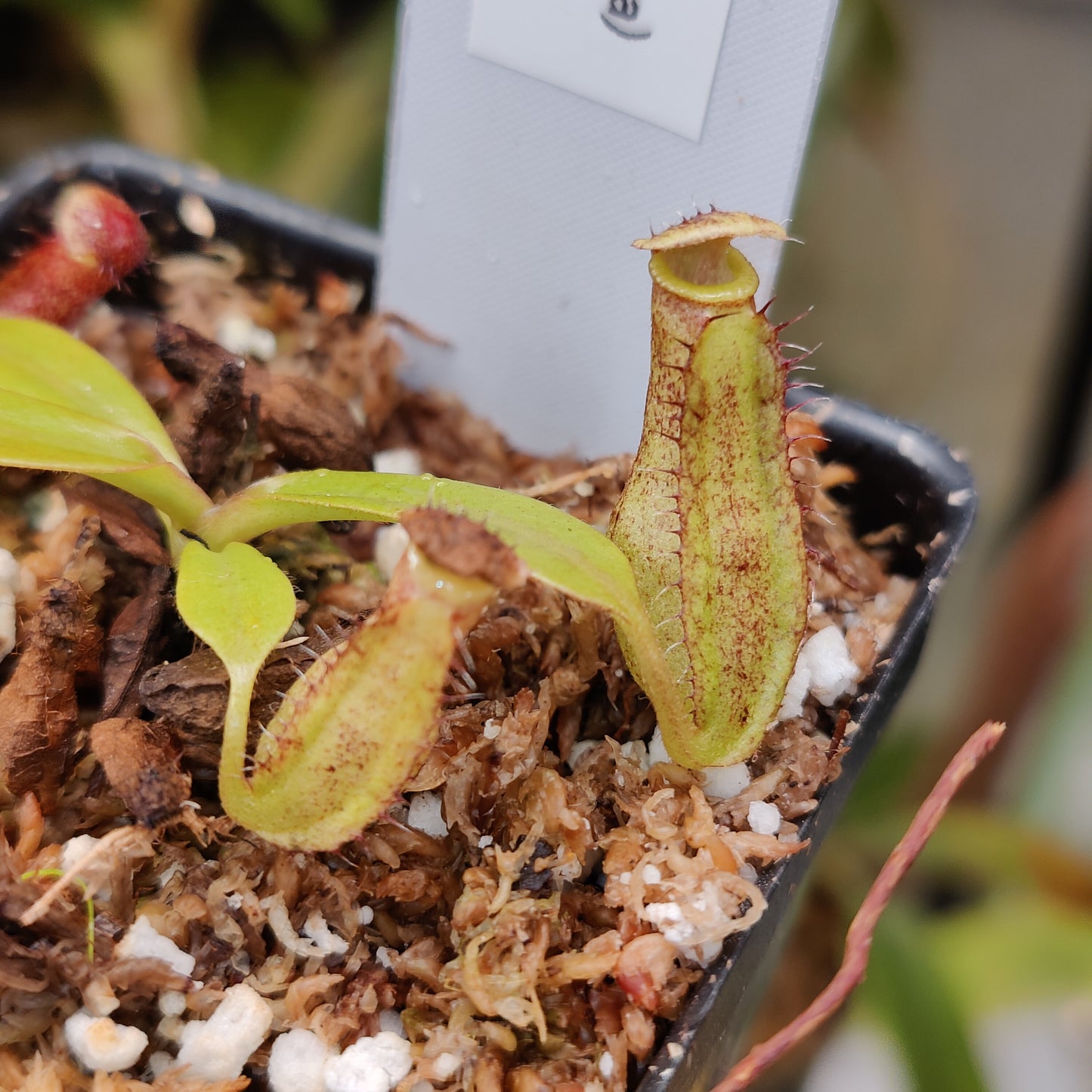 N. boschiana x (ventricosa x fusca)