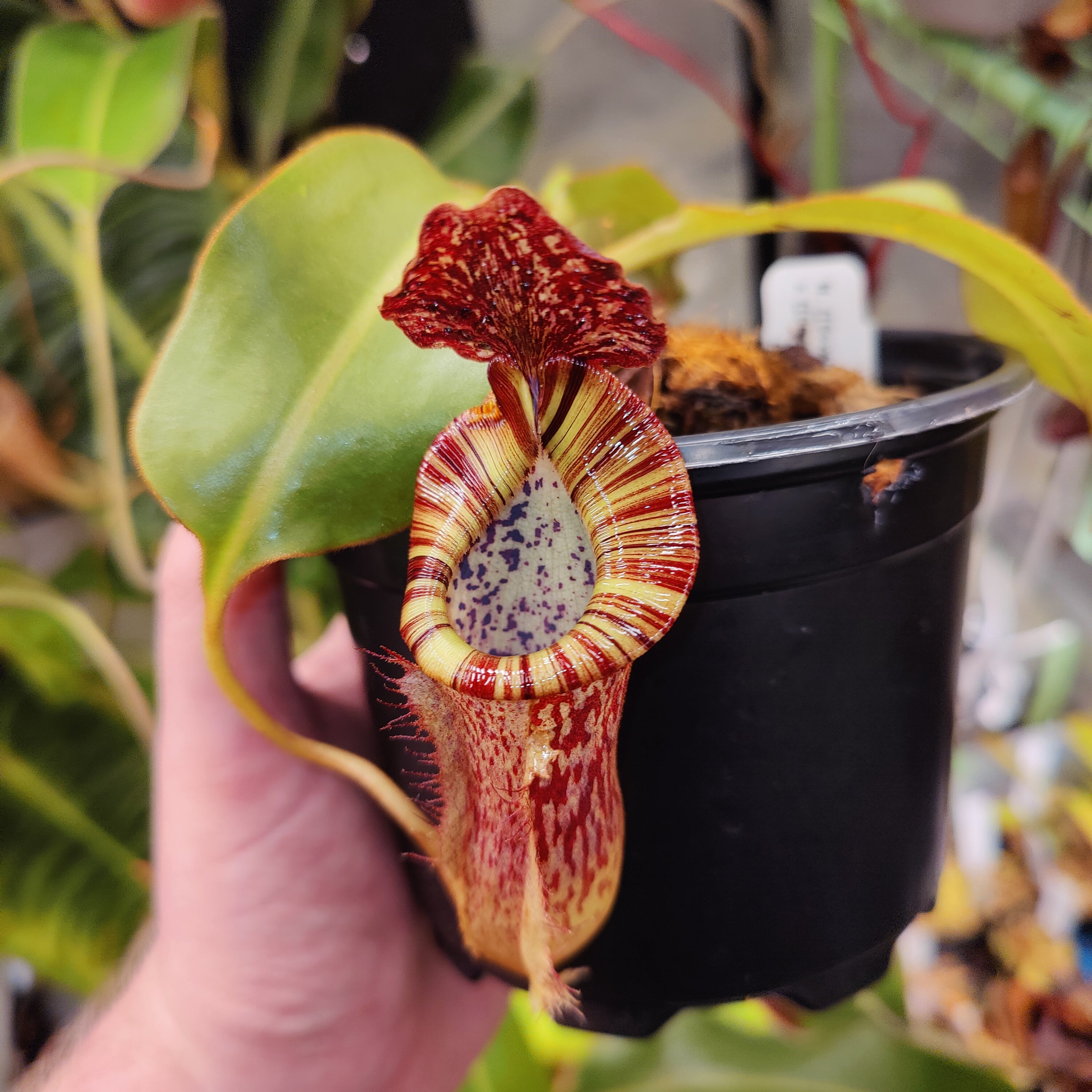 N. {[(lowii x veitchii) boschiana] x burbidgeae} x {[(lowii x veitchii –  Josh's Carnivorous Plants