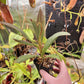 N. peltata x platychila EP rooted cutting