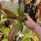 N. peltata x platychila EP rooted cutting