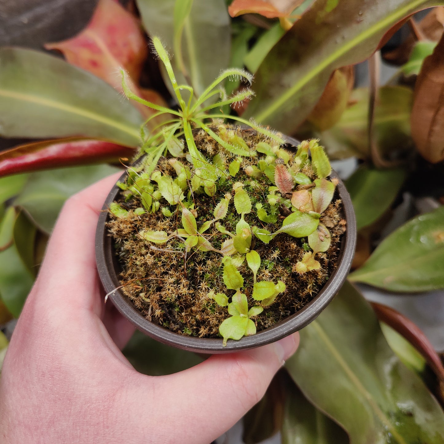 Whole pot! N. boschiana x [boschiana x (truncata x veitchii)] ~15 plants!