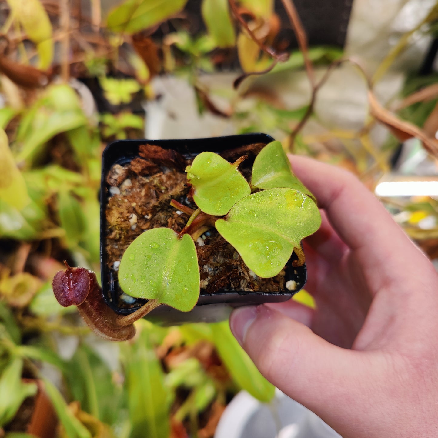 N. nebularum Mt Mayo EP cutting