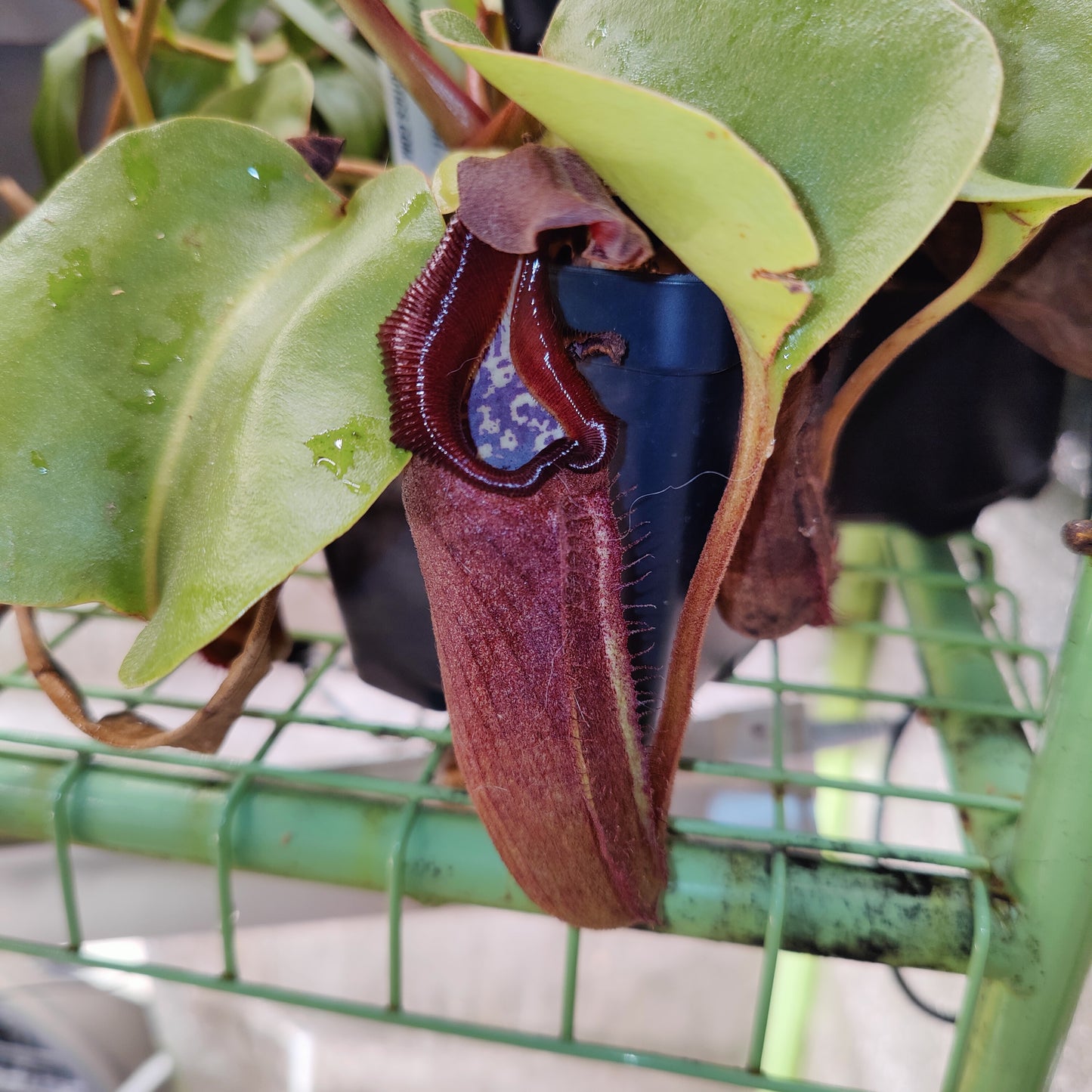 N. nebularum Mt Mayo EP cutting