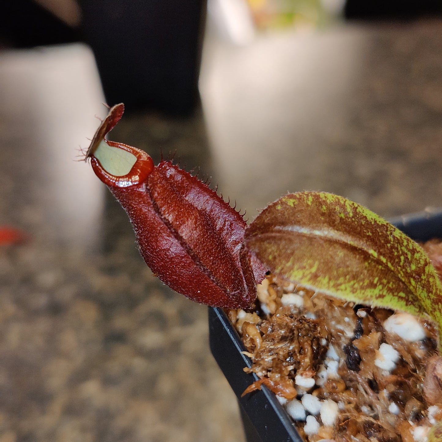 N. (mirabilis winged x hookeriana) x truncata highland red