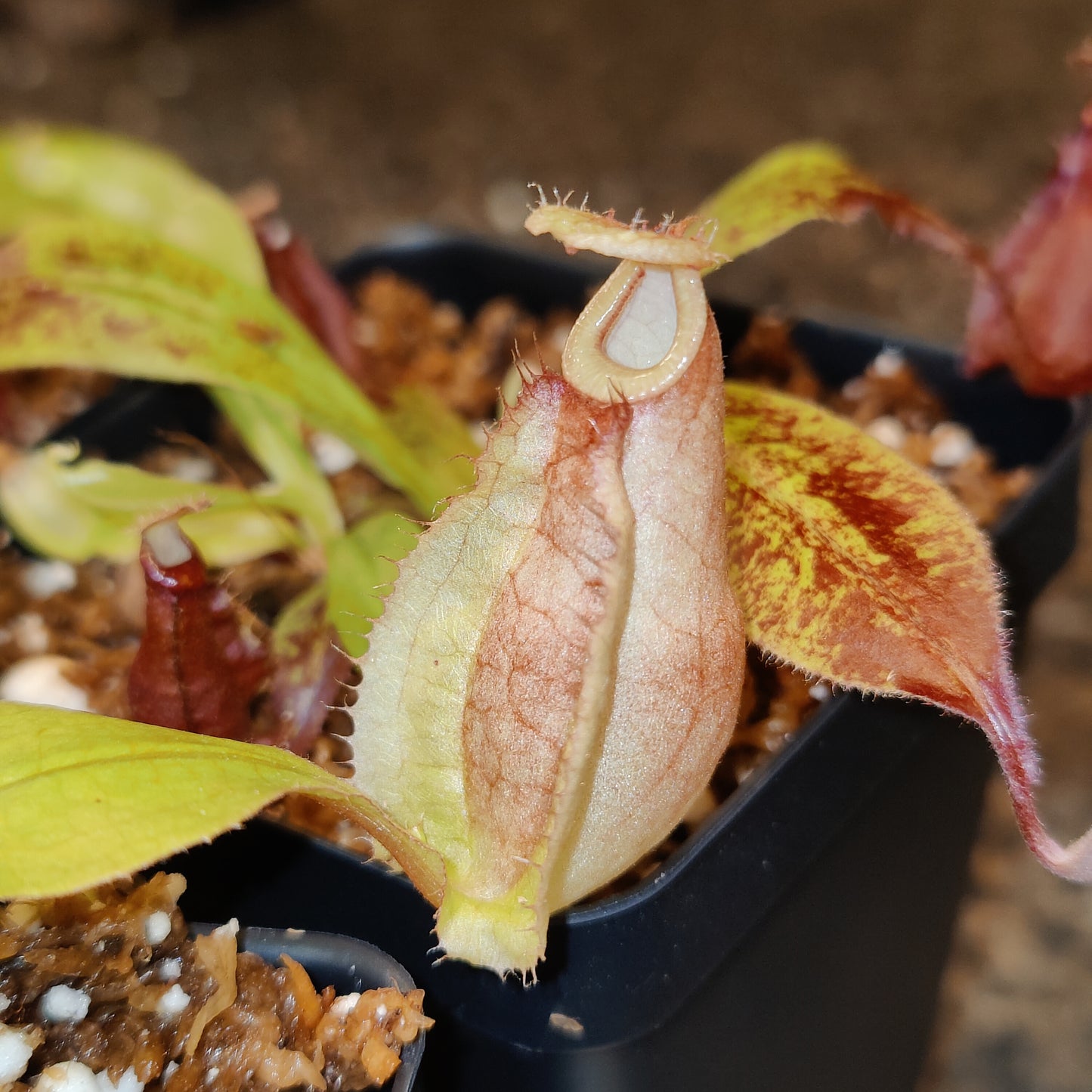 N. (mirabilis winged x hookeriana) x truncata highland red