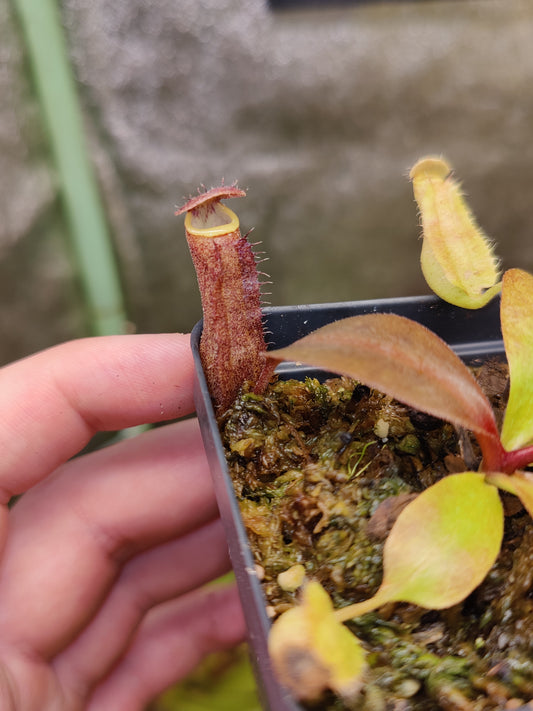 N. boschiana seed grown