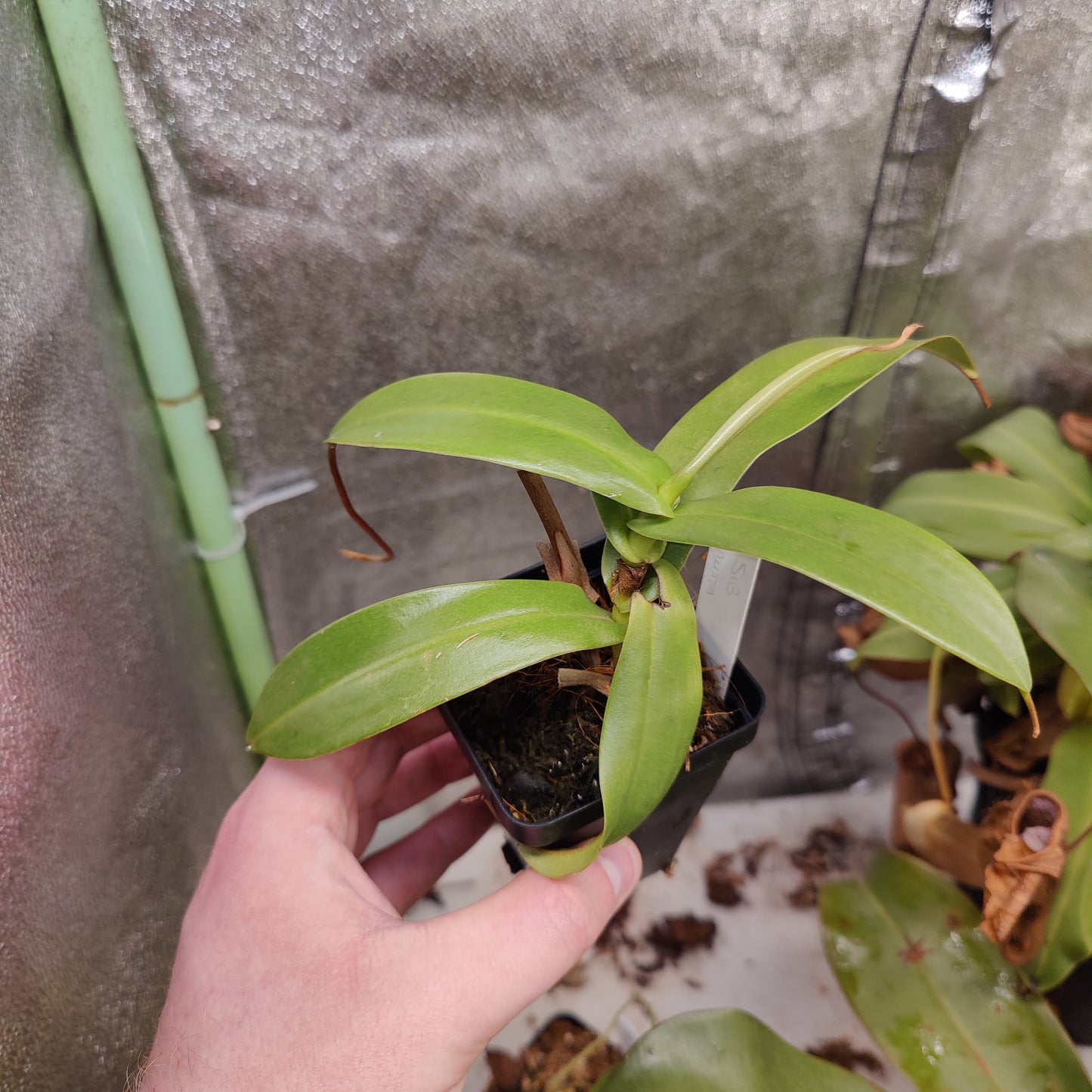 N. sibuyanensis x hamata female cutting