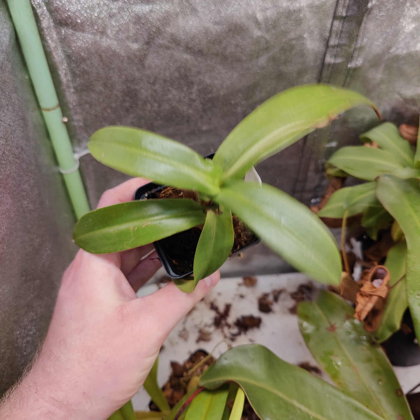 N. sibuyanensis x hamata female cutting