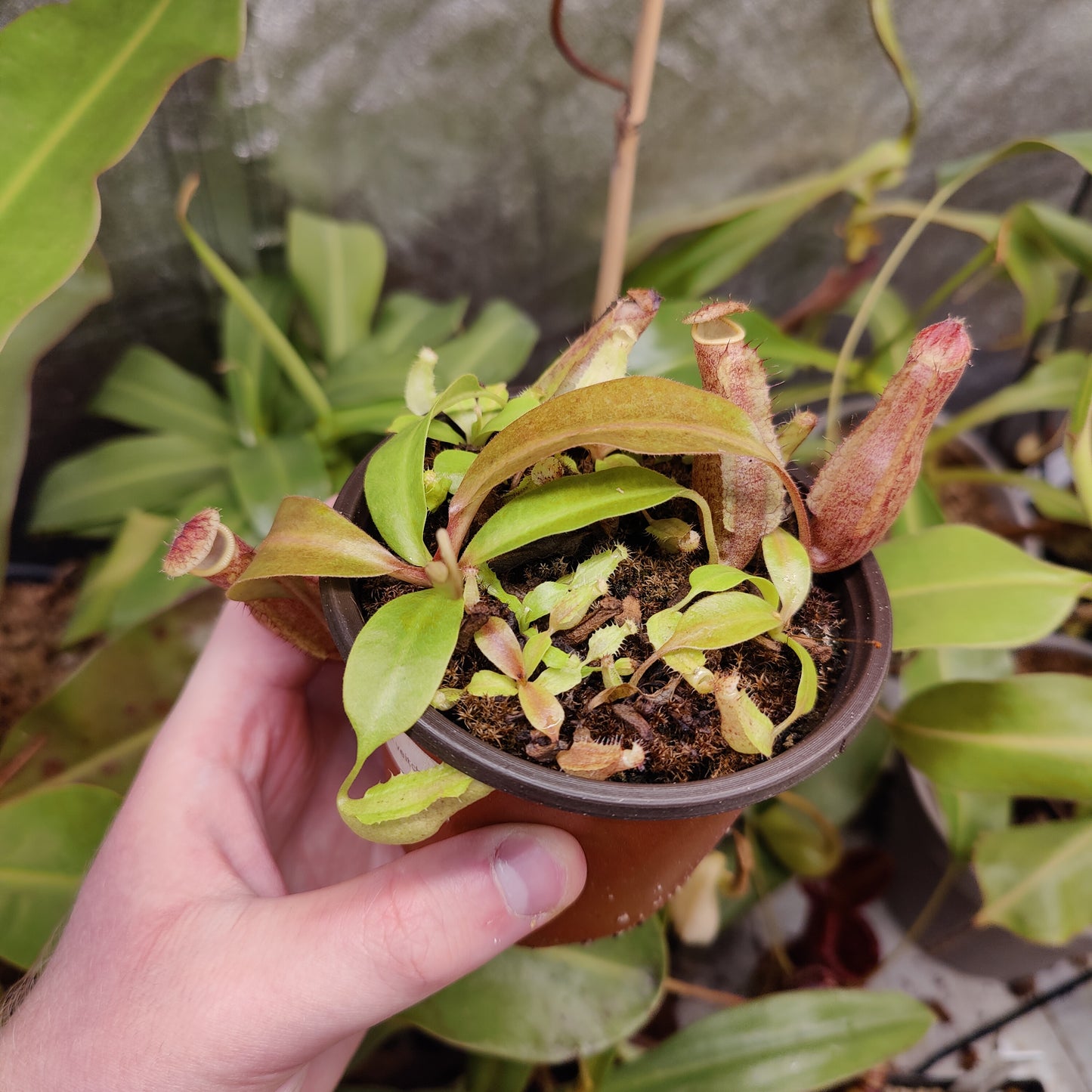 N. Boschiana x [(boschiana x (truncata x veitchii)]