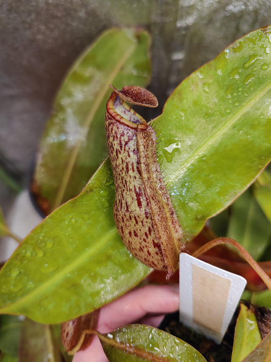 N. boschiana x (spectabilis x veitchii)