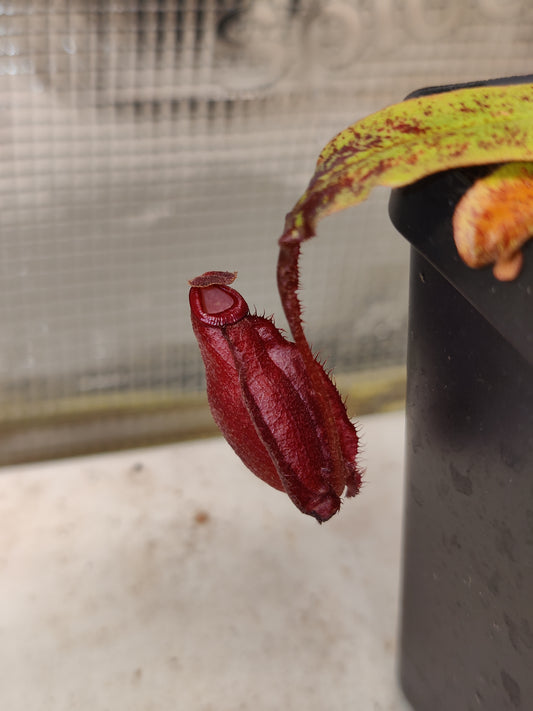 N. (mirabilis winged x hookeriana) x truncata highland red