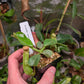 N. truncata rippled leaves x veitchii red tiger RE