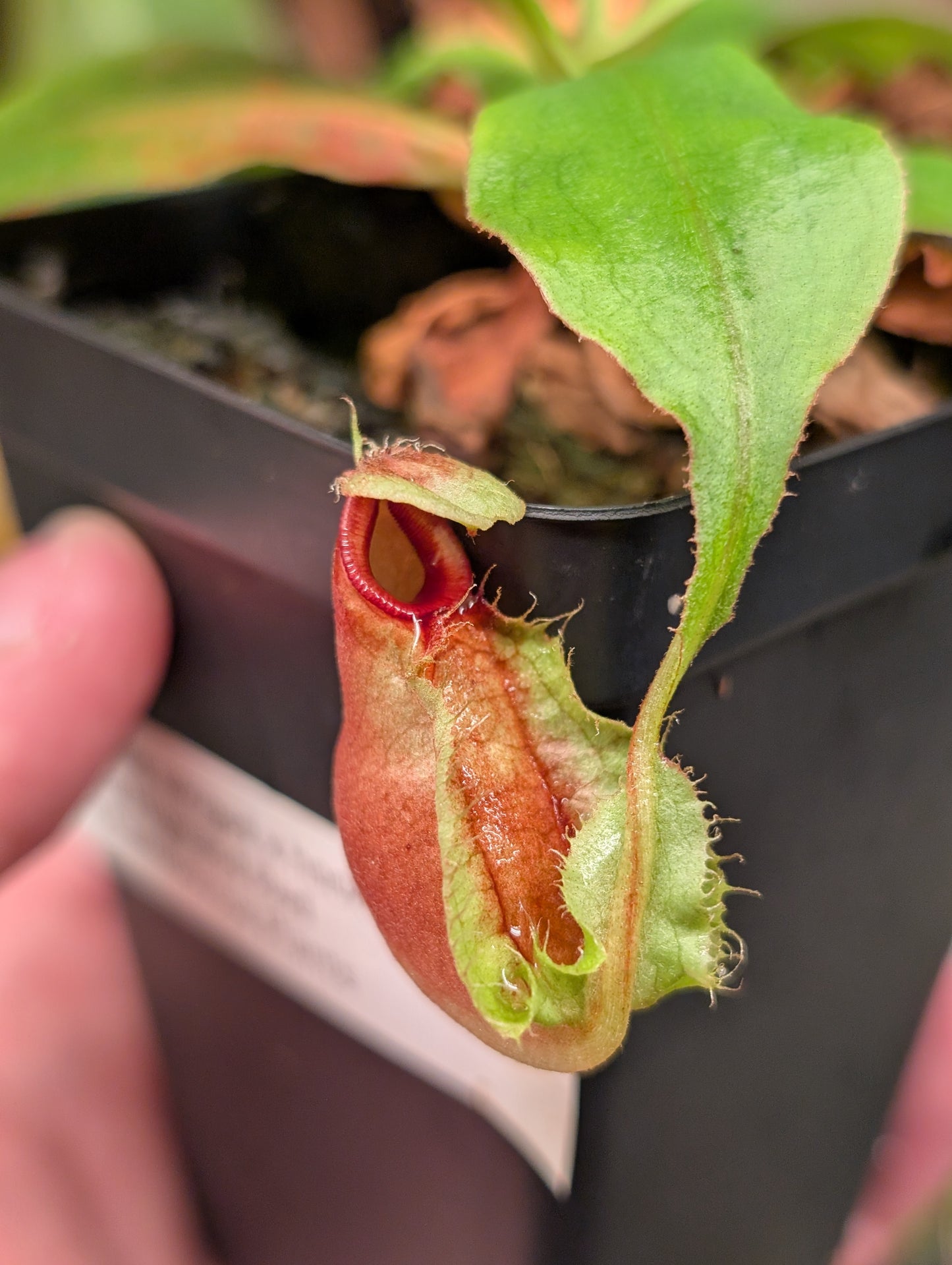 N. (mirabilis winged x hookeriana) x truncata highland red