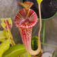 N. lvbvmv x platychila