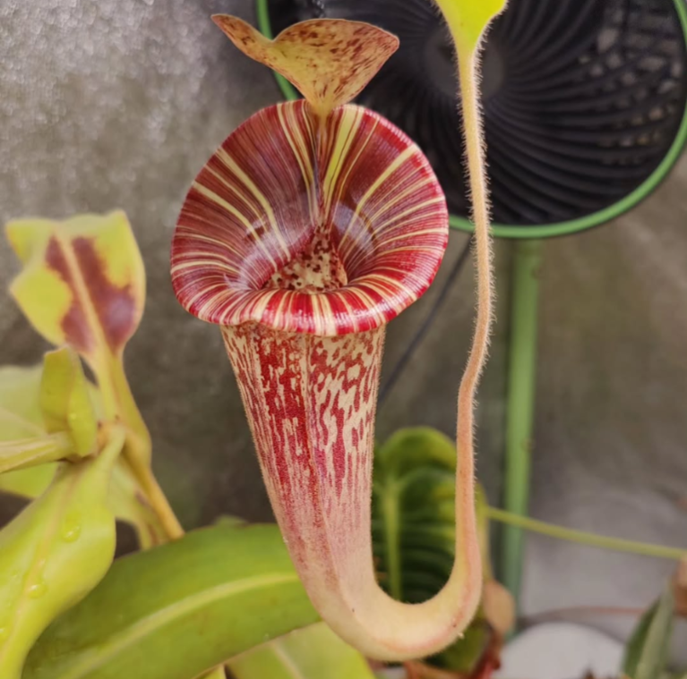 N. lvbvmv x platychila
