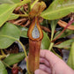N. Truncata x edwardsiana XL