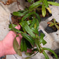 N. tentaculata x Jacquelineae  EP