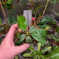 N. truncata rippled leaves x veitchii red tiger RE