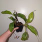 N. boschiana x Goliath cutting