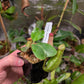 N. truncata rippled leaves x veitchii red tiger RE