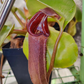 N. nebularum EP