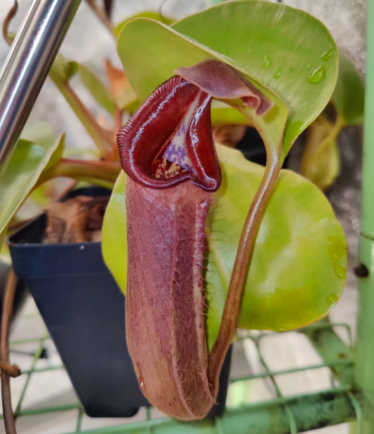 N. nebularum EP