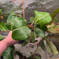 N. nebularum EP