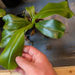 N. truncata x ventricosa